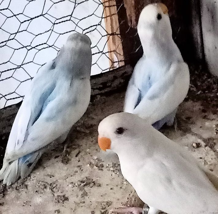 Agapórnis com anilha