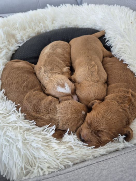 Cockapoo f1 Cocker spaniel & Pudel