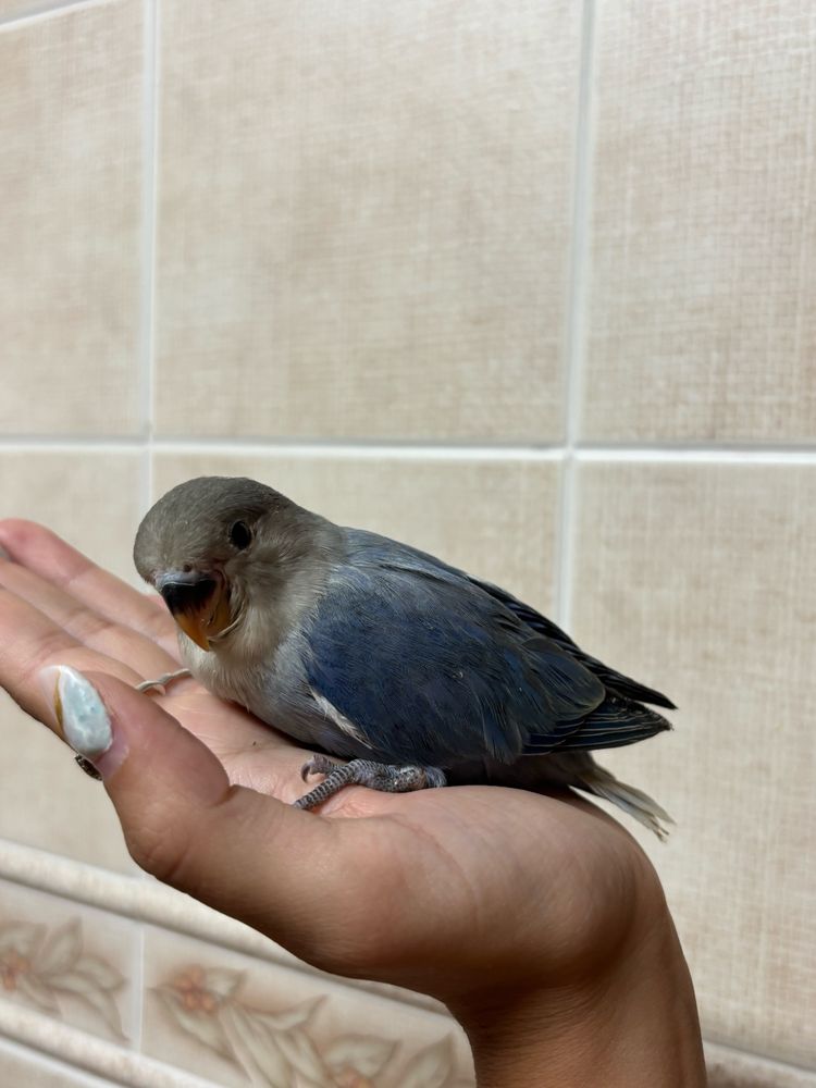 Agaporni domesticado
