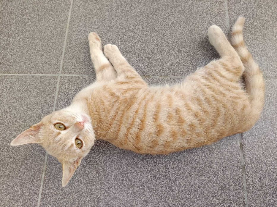 Gatinha fêmea 5 meses