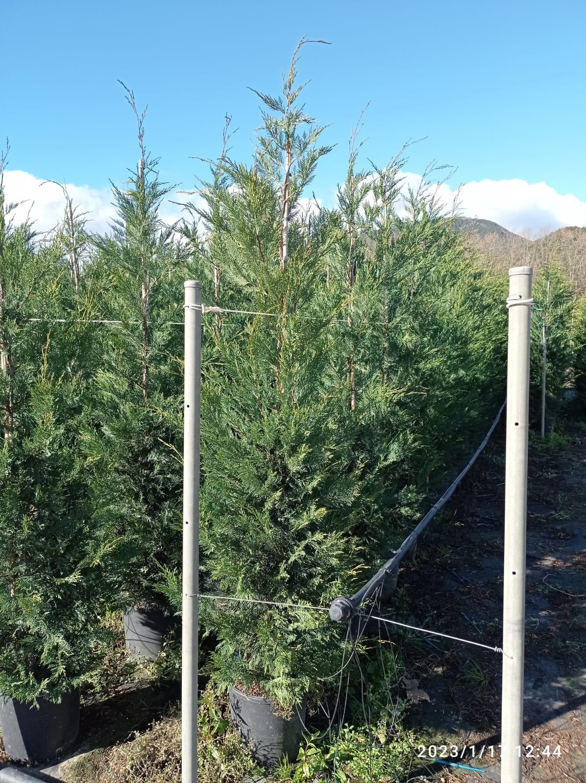 Ciprestes leylandii para sebes/vedação  "cedros / Cupressus