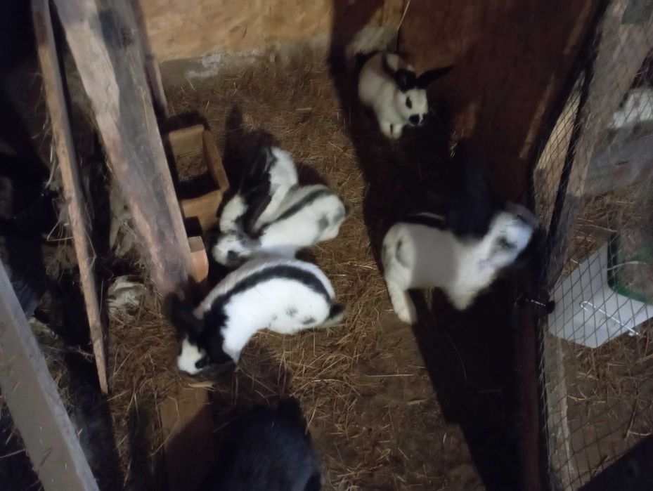 Olbrzym Srokacz Czarny i Nibieski