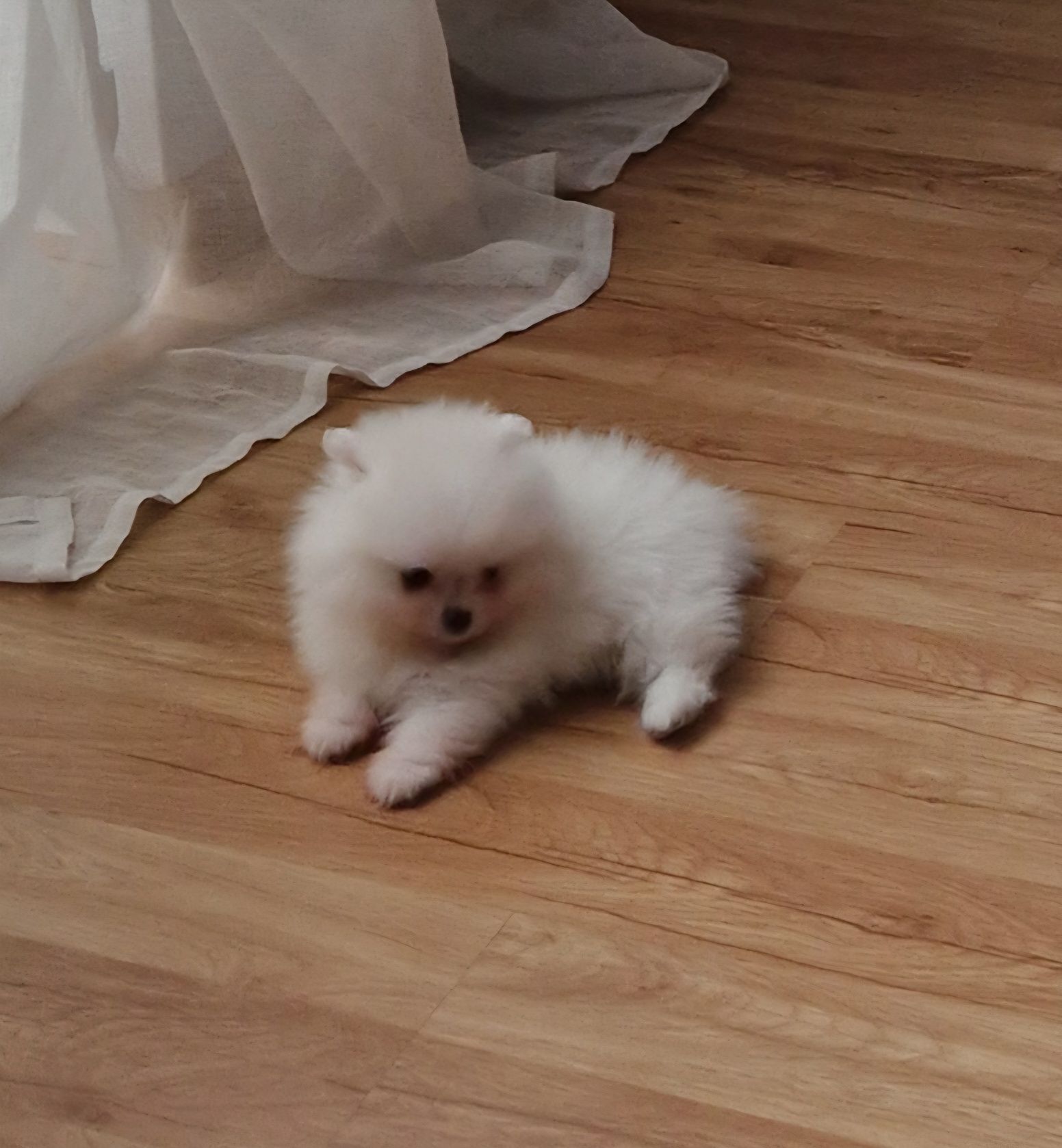 SZPIC Miniaturowy