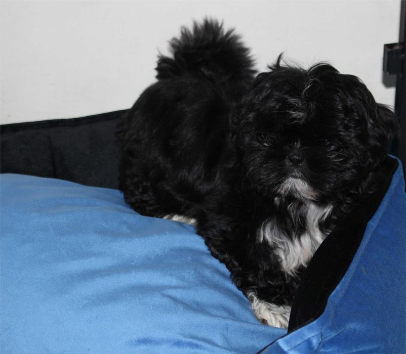 Shih Tzu suczka drobnej budowy