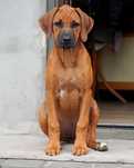 Suczka  Rhodesian Ridgeback, szczenię  KIBANDA