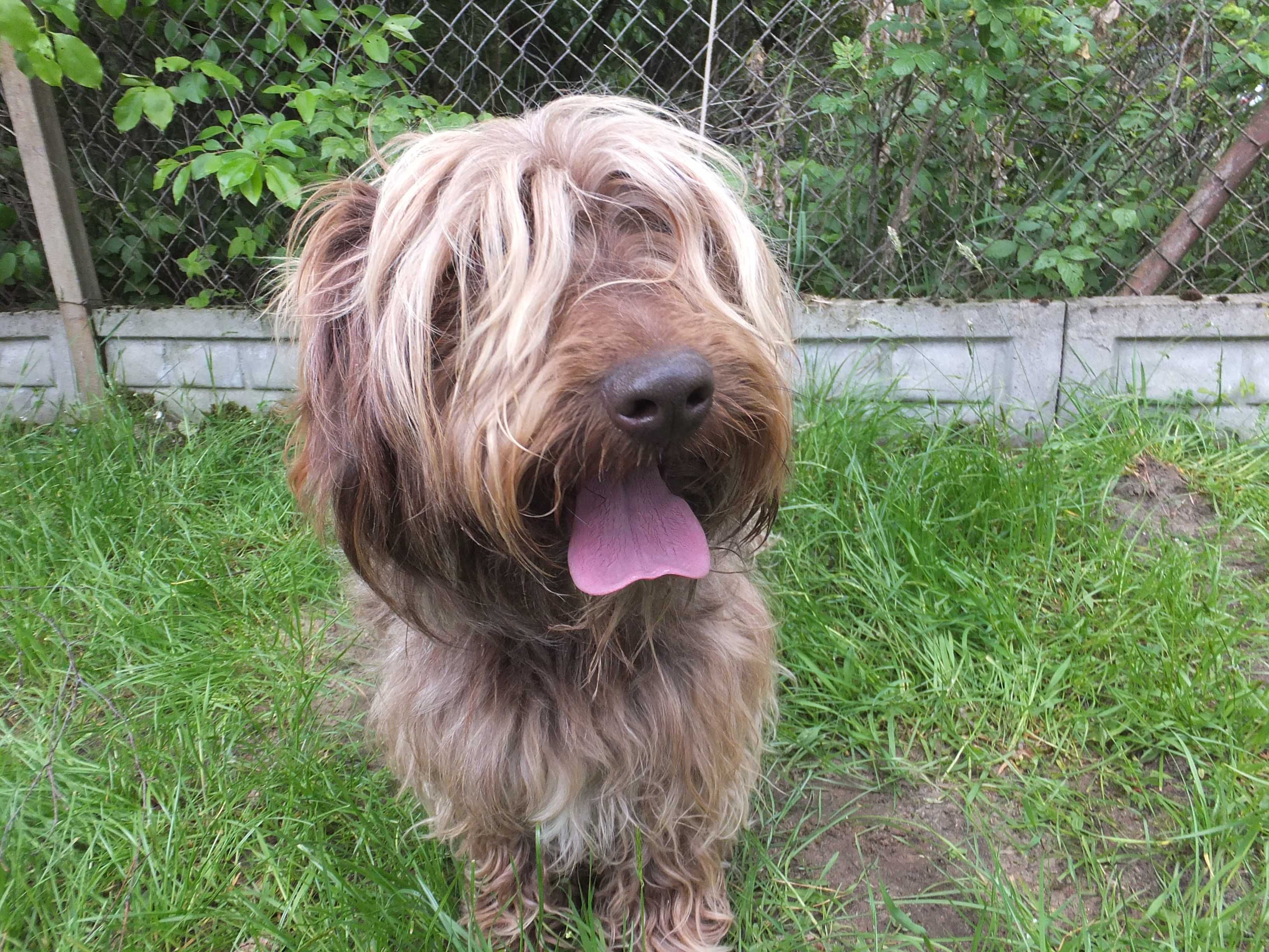 MIŁOSZ pies rudy,długi włos,krótkie łapy,oryginalny wygląd do adopcji
