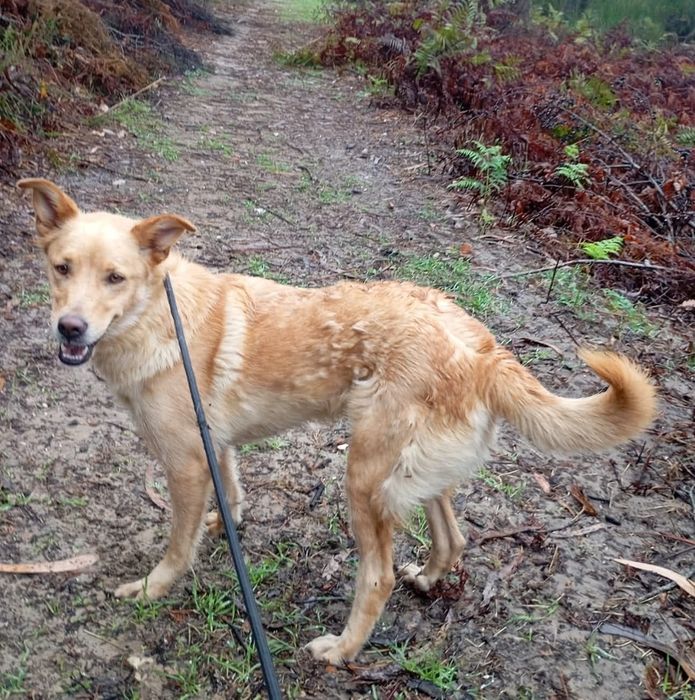 Lola- cadela de porte médio para adoção