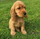 Piękne szczenię Cocker Spaniel Angielski