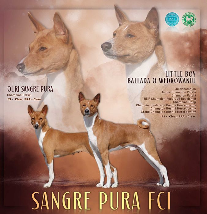 Zapowiedz Miotu Basenji