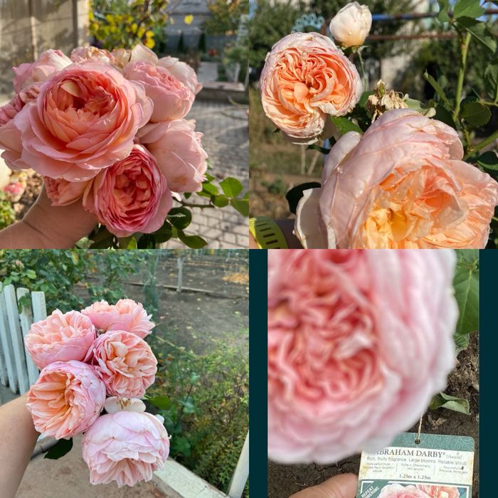 САДОВНИК-Уборка сада,стрижка, оформление клумб,лечение туй