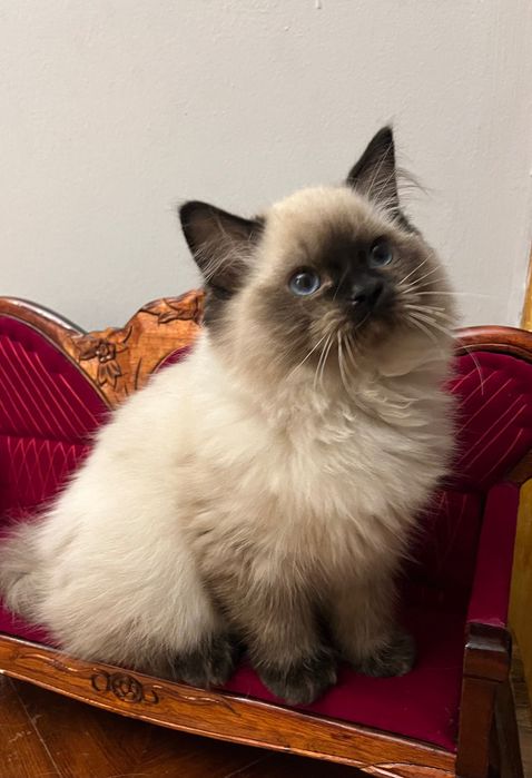 Ragdoll kotka Aisha