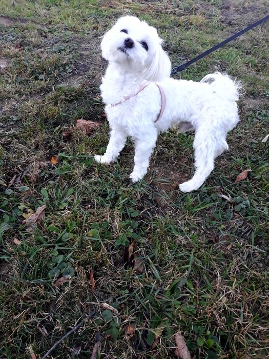 Szczeniaki Maltańczyk 8tyg