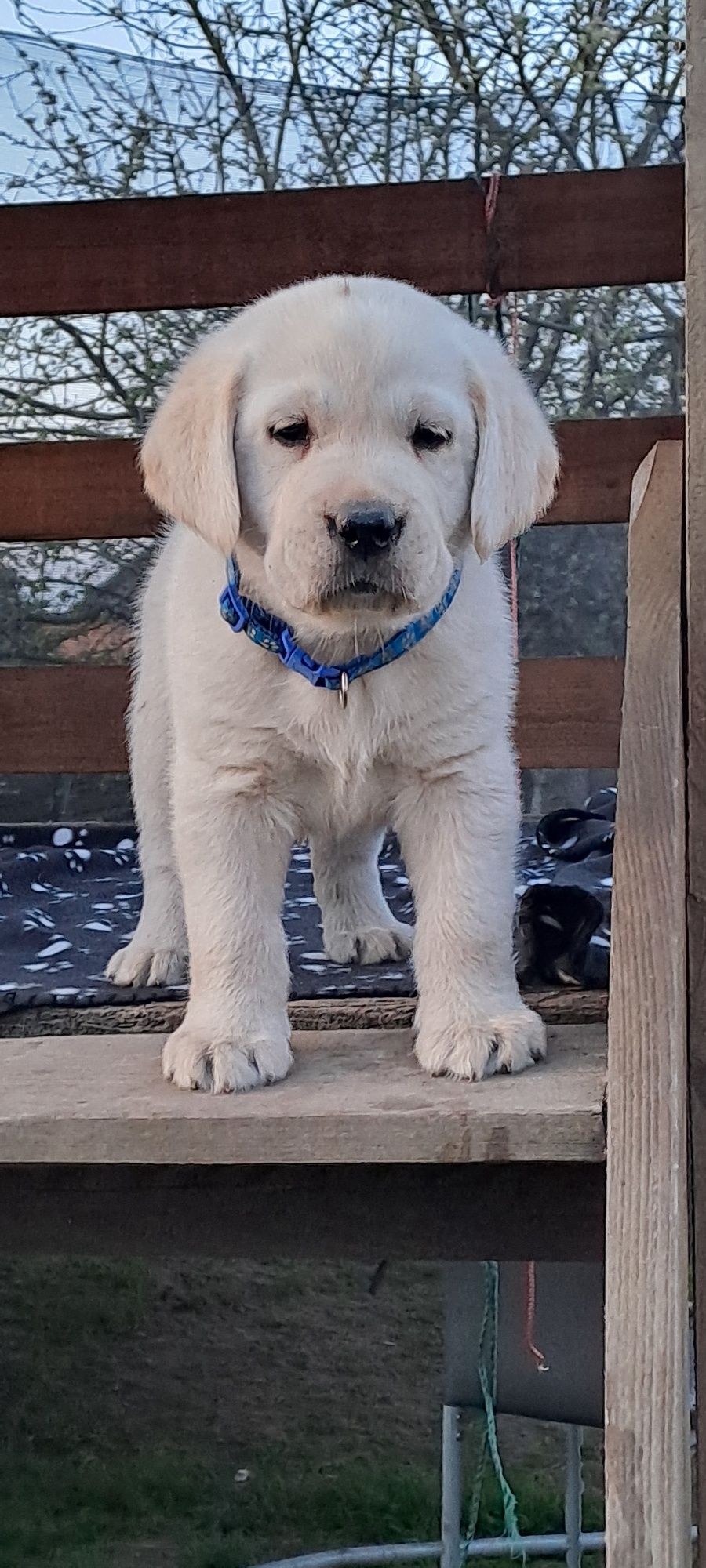 Labrador retriever