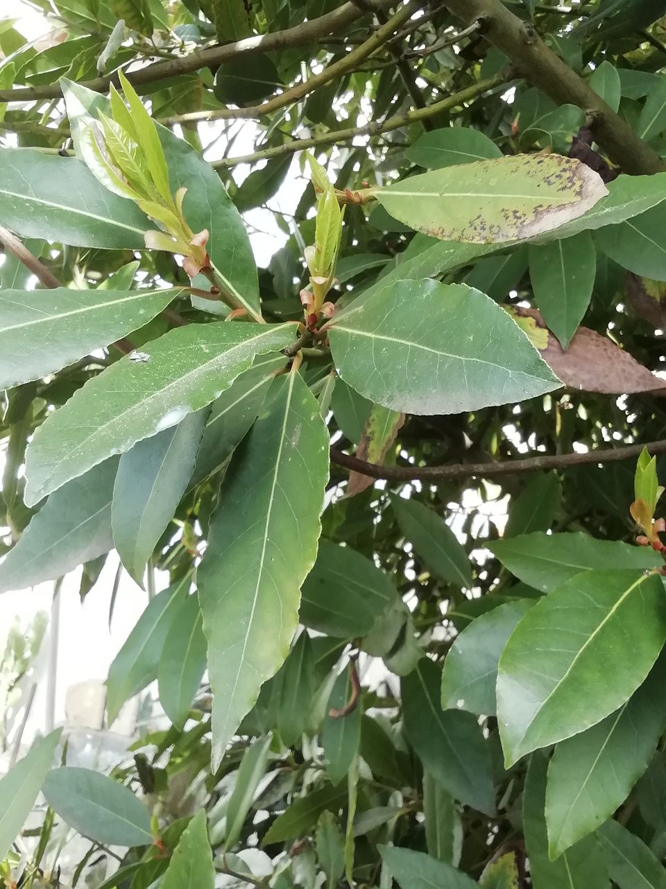 Árvores de loureiro /folhas /ramos (biológicos)