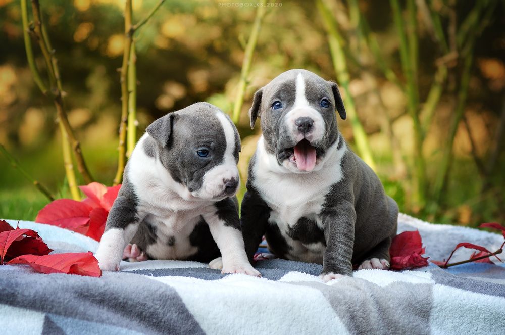 Дві гарнюні цукерочки блакитні дівчинки ..