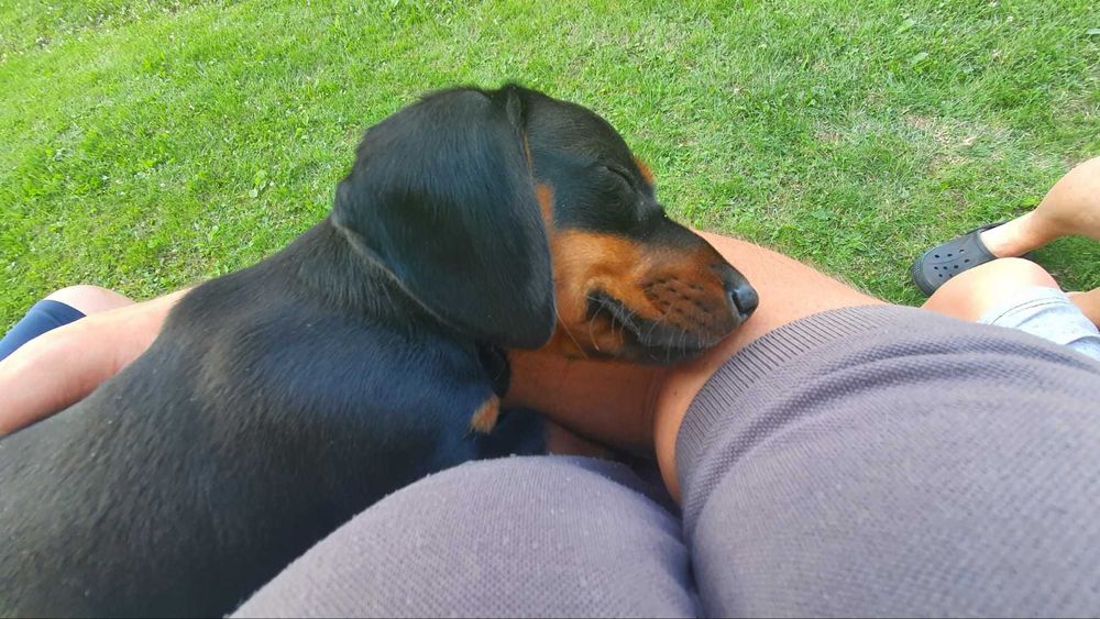 В'язка такси чорно-підпалий