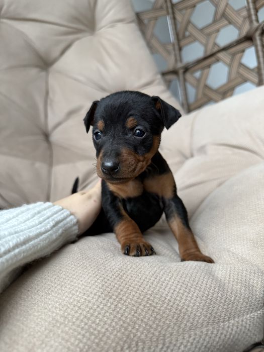 Цуценятка цвергпінчер