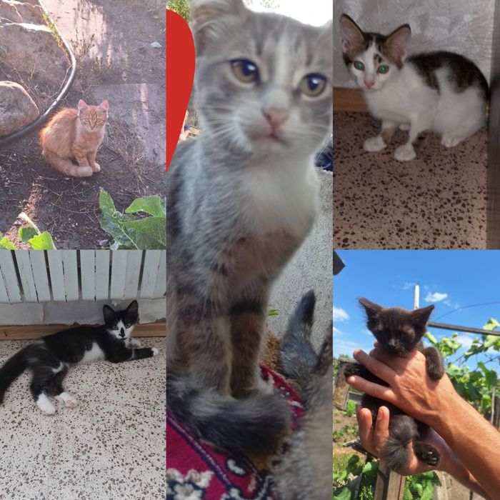 Разные котята бесплатно. Кот. Кошка. Котенок даром
