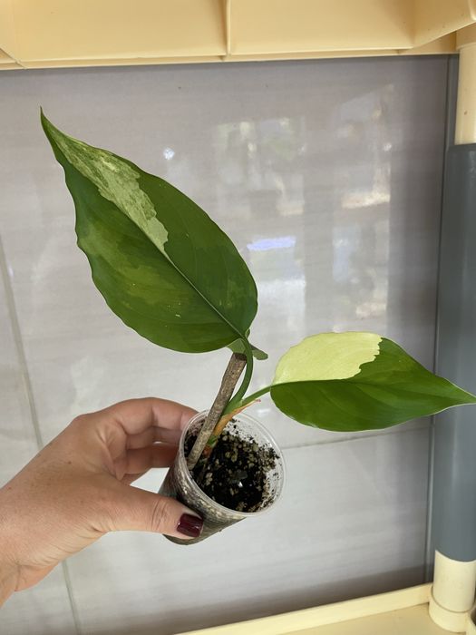 Монстера Тайське Сузірʼя, Aглаонема