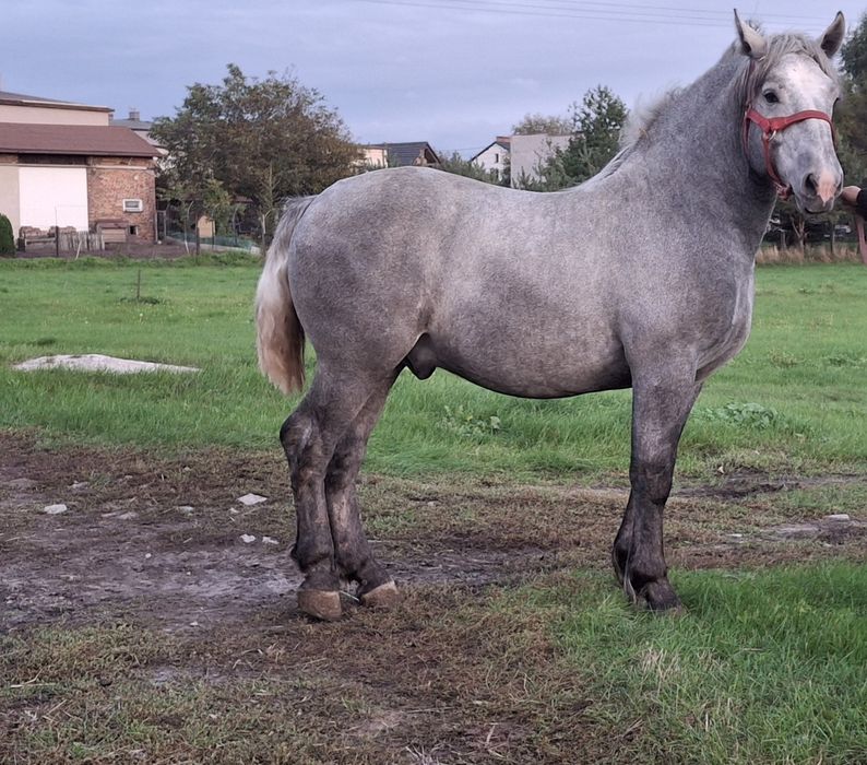 Sprzedam ogierka