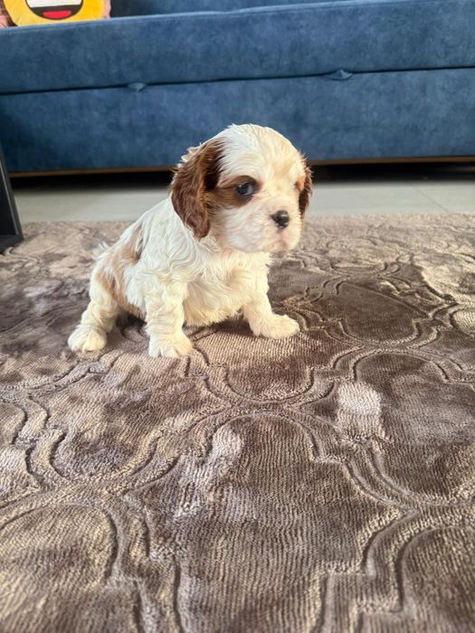 Cavalier King Charles Spaniel piesek