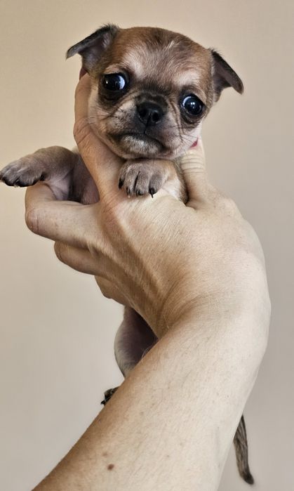 Chihuahua -chłopczyk