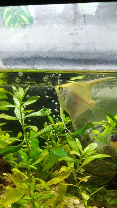 3 escalares (acará-bandeira)