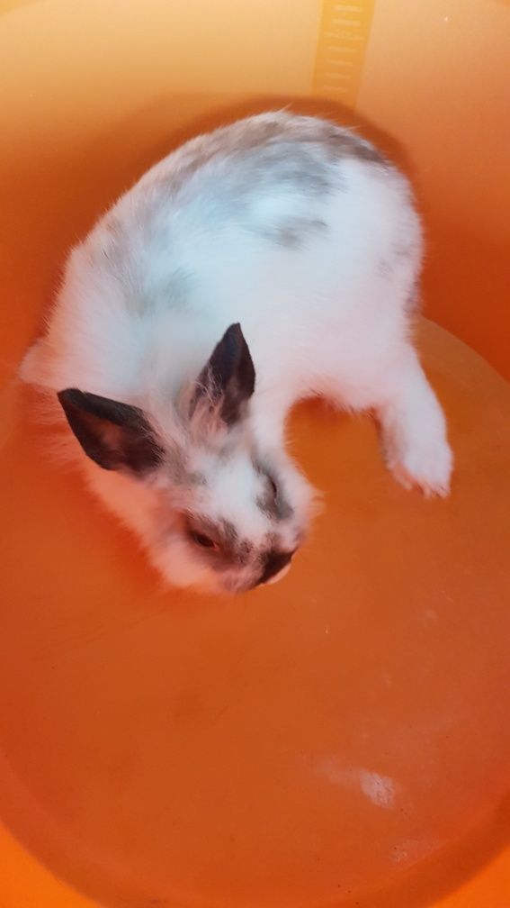 Vendo Coelhos anão