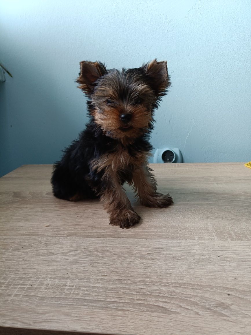 Yorkshire Terrier Yorki Pies