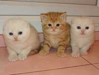 Миловидные котята шотландской породы