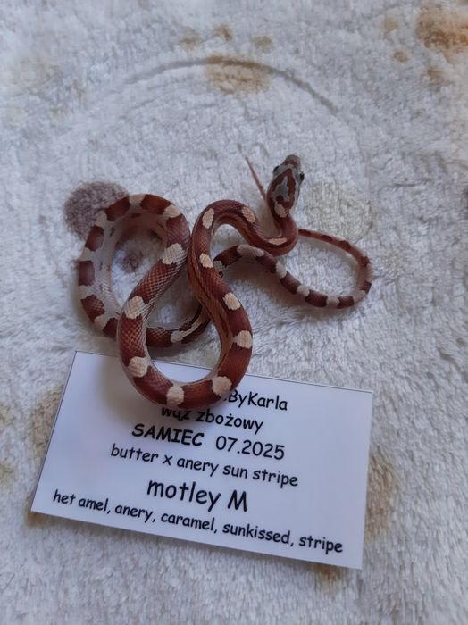 Wąż zbożowy, zbożówka motley, młody jedzący