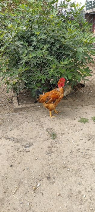 Galos caseiros limpos