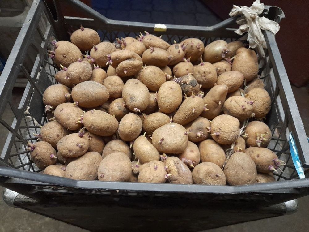 Продається посадкова картопля Словʼянка