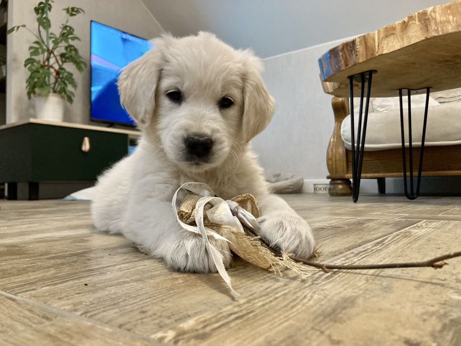 Golden Retriever szczeniak suczka