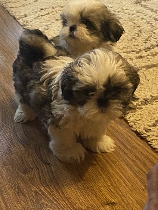 Szczeniaki shih tzu