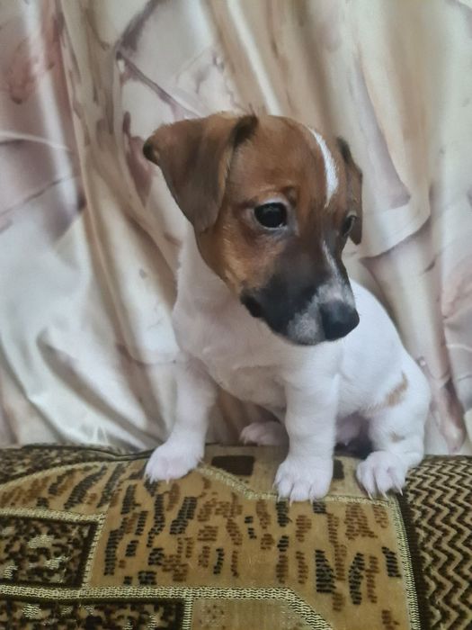 Щенок девочка Джек рассел