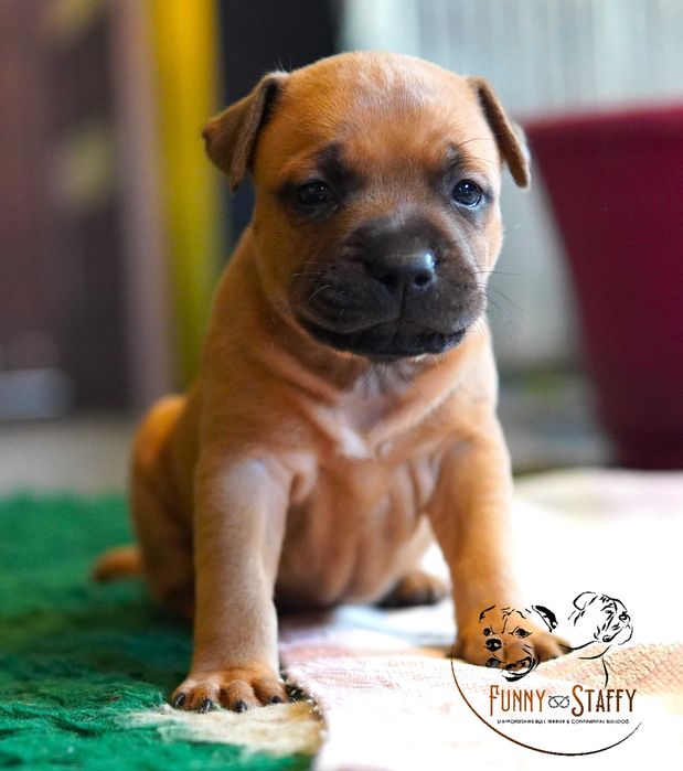 Staffordshire Bull Terrier - suczka