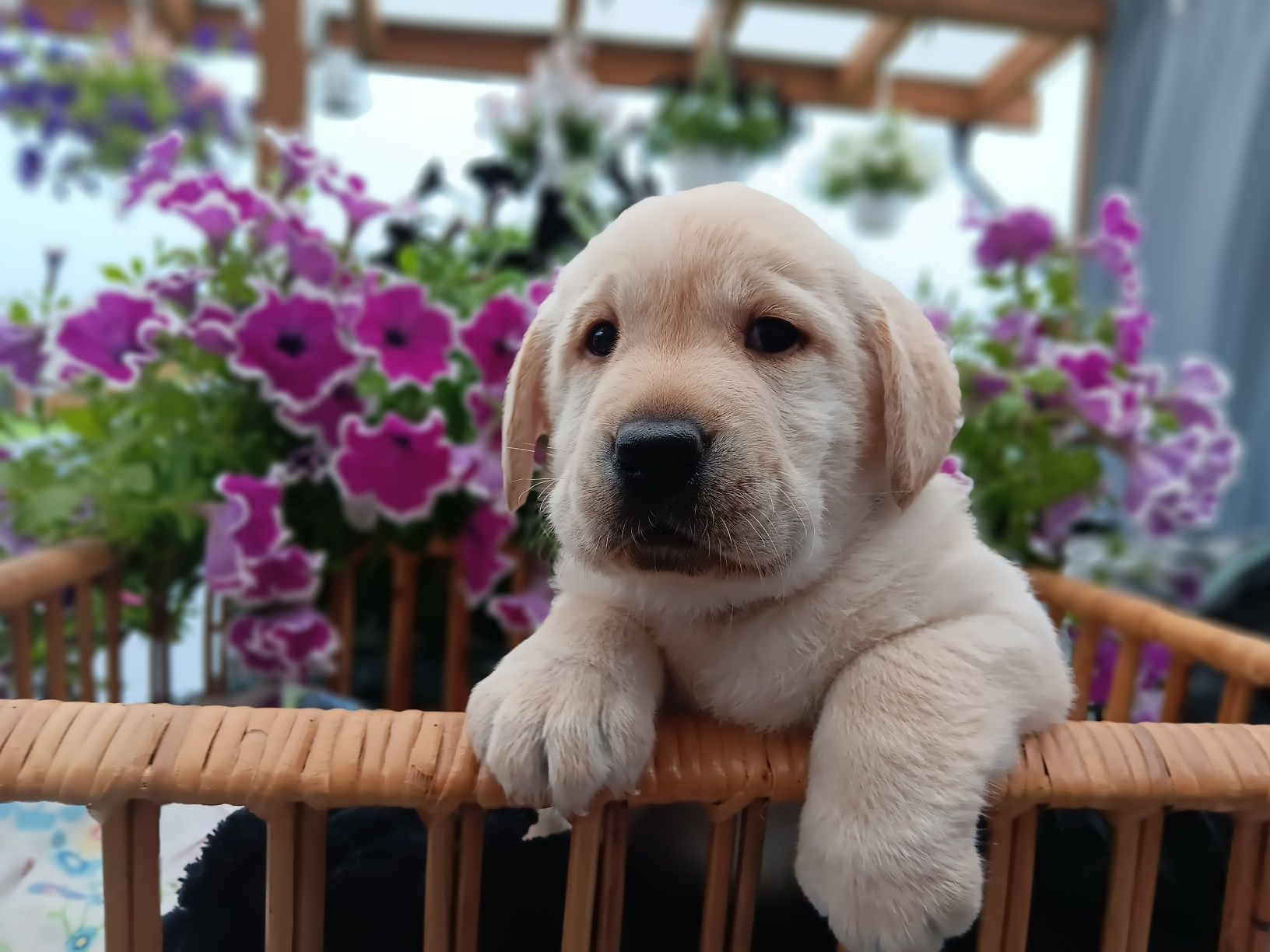 Labrador Retriever szczenie Wspaniałej Budowy Po ojcu pochodzenia FCI