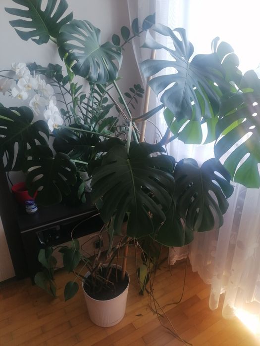 Sprzedam dużą  Monstere