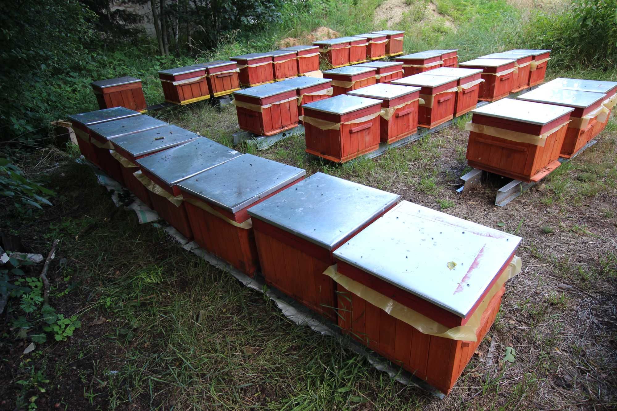 ul wielkopolski miód pasieka rodziny odkłady pszczoły ule