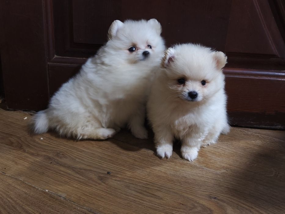 Шпиц, мальчик и девочка