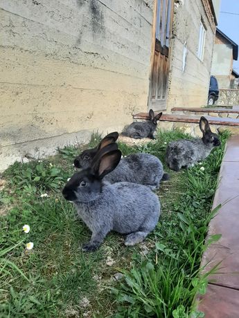 Кролики полтавського срібла