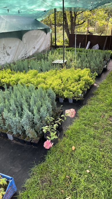 Булевард 2 л.-120 гр,Блю ерроу, смарад, елвуди…