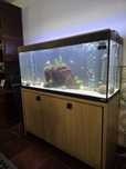 Aquario Fluval 240L filtro eheim 4+