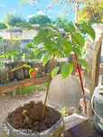 plantas tropicais nogueira de noz preta