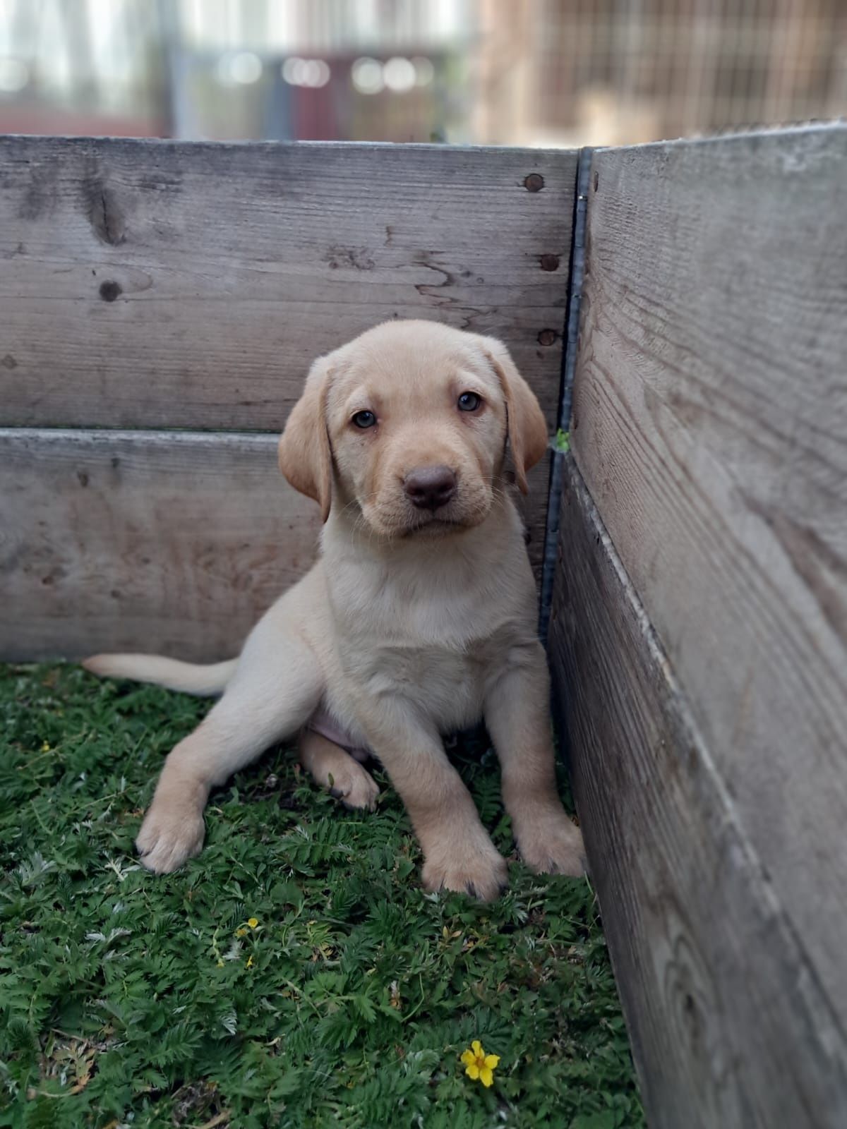Labrador retriever