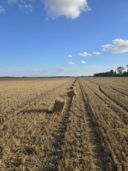 Sprzedam snopki słomy kostka