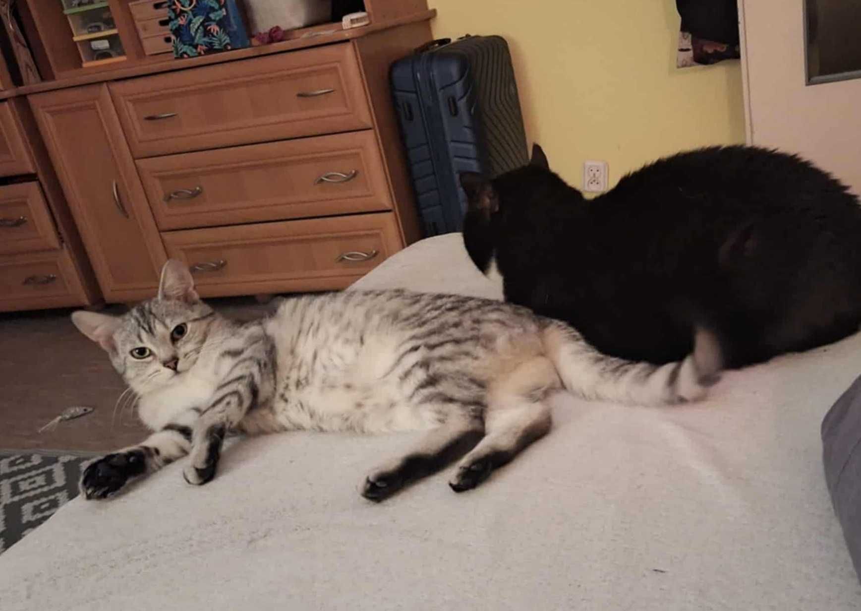 Srebrna,młodziutka,delikatna kotka,kociczka do spokojnego domu.ADOPCJA