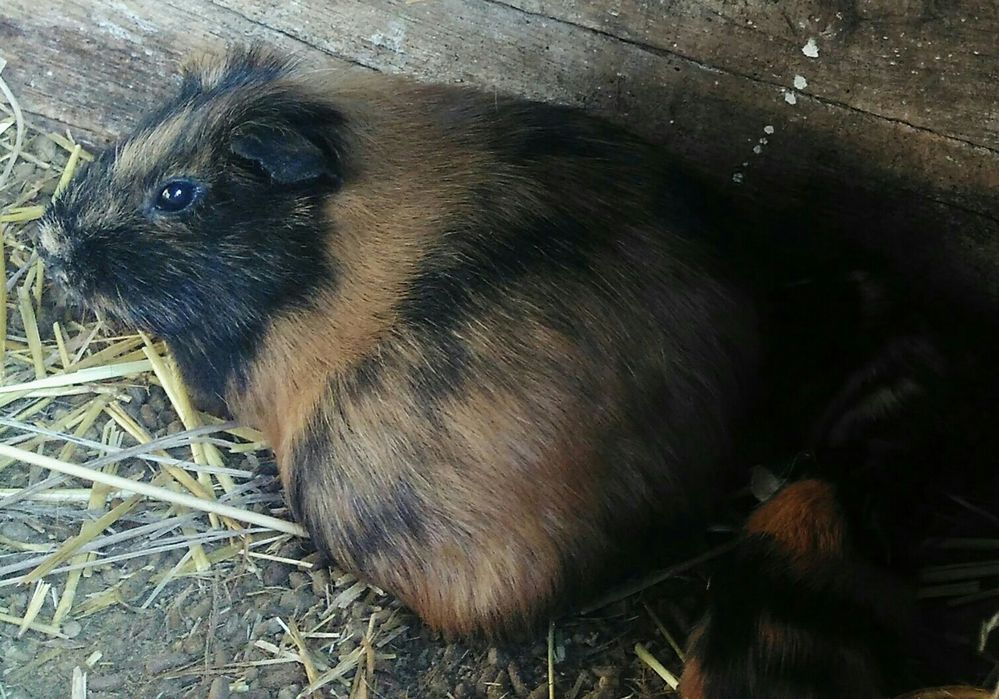 Морские свинки..