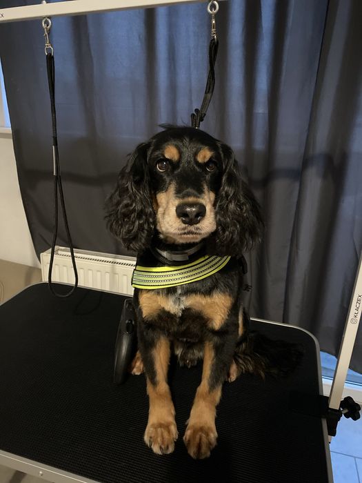 Strzyżenie Psów | DOG GROOMER | Wrocław